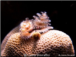 Christmas tree worm by Laura Dinraths 